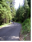 Through the evergreens on the Alpine Loop
